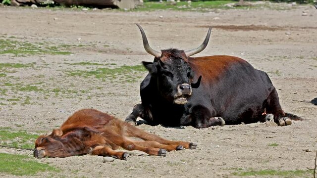 Baby Aurochs, Heck cattle, Bos primigenius taurus, claimed to resemble the extinct aurochs. Domestic highland cattle seen in a German park