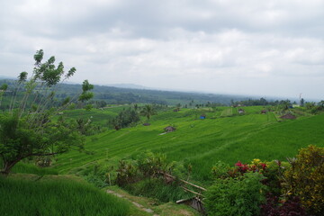 インドネシア　バリ島　世界遺産ジャティルウィのライステラス