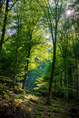 Fototapeta na wymiar Paisaje de bosque verde oscuro.Hermoso bosque con suelo cubierto de musgo y rayos de sol a través de los árboles 