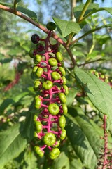 Vertical shot of Phytolacca americana (American pokeweed) plant fruits