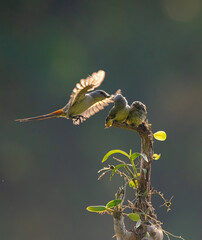 Beautiful Bird (Mantenan) feeding their chick with hovering style with bokeh background