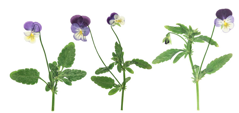 Pressed and dried flower pansies or violet, isolated on white background. For use in scrapbooking, floristry or herbarium.