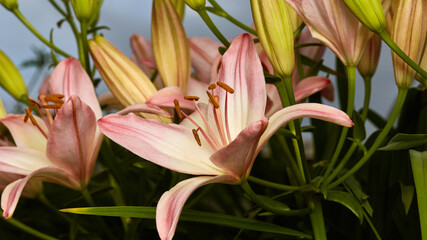 panoramic natural banner. lily flowers against the dark blue evening sky. summer beautiful garden