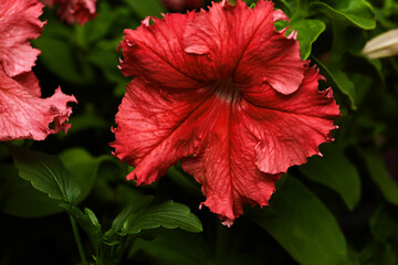 beautiful petunia flower of bright pink color in green foliage close up. summer garden
