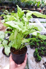 Araceae,Syngonium podophyllum,Syngonium hybrid, on white pot isolated on white background