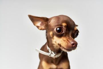 pet posing Studio isolated background