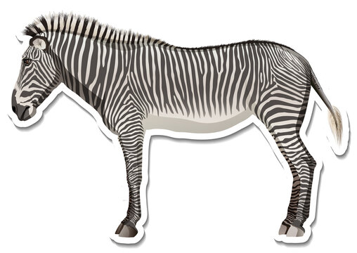 A sticker template of zebra cartoon character