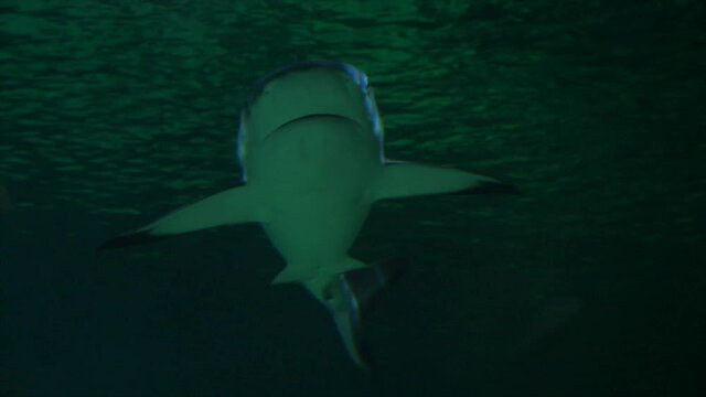 Slow motion a shark swimming in big salt water aquarium