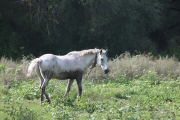 White horse grazes in the field