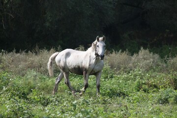 Obraz na płótnie Canvas White horse grazes in the field