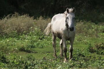Obraz na płótnie Canvas White horse grazes in the field