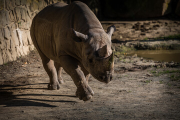 two-horned rhino in nature park