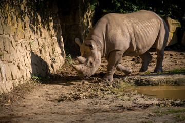 Obraz premium two-horned rhino in nature park