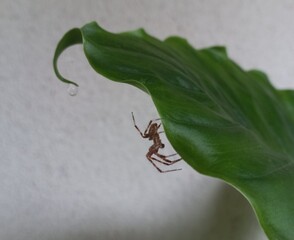 A small spider climbing a long green leaf