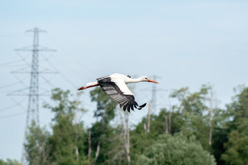 White stork flying above the treetops. With large spread wings, against a blue sky with high voltage pylons