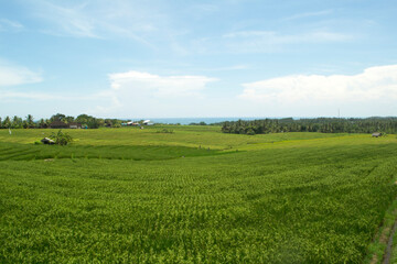 Beautiful rice terrace, Soka, Tabanan Regency, Bali Province, Indonesia