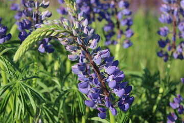Lupin blue flowers on a green background