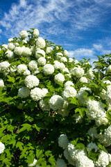 White viburnum flowers with green leaves