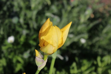 Yellow tulip bud on a grass background