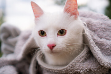 A young white cat lays wrapped in the blanket on the bench in the park.