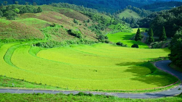 扇棚田「阿蘇外輪山を背景に日本の棚田百選・山吹水源」 ( 標高820mの山間) Ougi Rice Terraces "100 selections of rice terraces in Japan against the backdrop of Aso Sotowayama, Yamabuki Springhead" 日本2021年秋撮影 2021Japan (九州・熊本県阿蘇郡産山村)