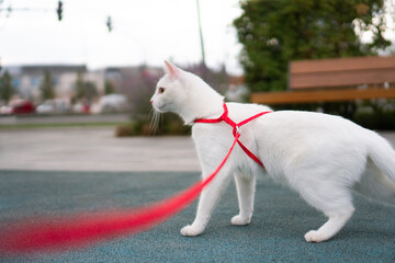 A shot of a white cat walking on a red leash.