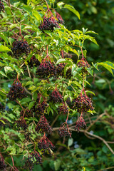 Holunderbeeren (	Sambucus nigra)