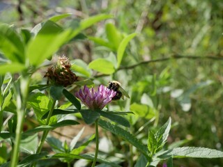 A bumblebee feeding from a red clover flower. An insect pollinates a honey plant in a meadow on a sunny summer day.
