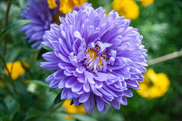 blue flower illuminated by sunbeams on a summer day