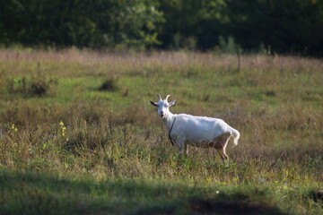 White goats graze in the field