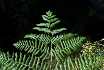 Common bracken at Ribera de Acebo river, Extremadura, Spain
