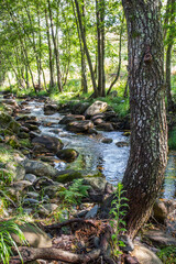 Alder tree forest at Ribera de Acebo river, Extremadura, Spain