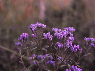 Wild purple flowers in bloom.