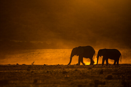 African Elephant at dusk in golden light