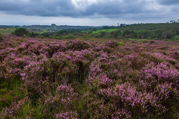 Fototapeta na wymiar August purple heather on the heath at Old Lodge Ashdown Forest East Sussex, south east England