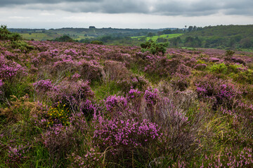 August purple heather on the heath at Old Lodge Ashdown Forest East Sussex, south east England
