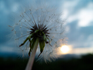 dandelion against the sky