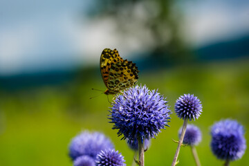 ヒゴタイとアゲハ