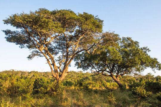 Large trees growing in the Zululand bushveld