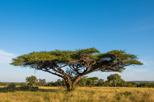 Flat crown albizia tree in summer grassland