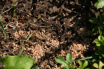 common red ants nest on the soil with lots of workers and ant larvae and entrances to the...