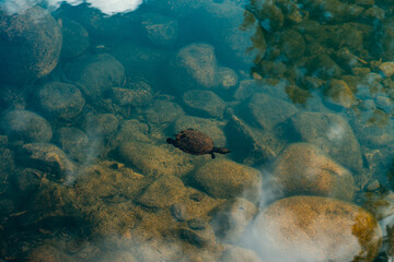 Turtle Swimming in a Lake whit Clear Water in a Sunny Day.Wildlife Concept.Copy Space
