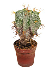 Cactus Astrophytum Ornatum (Latin Name), The Birthplace of Mexico. Can Serve as A Decoration for Any Collection. Isolated On White Background