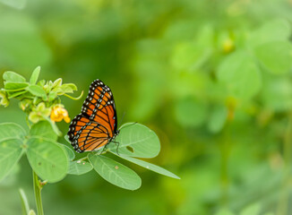Butterfly with Blurred Background - Slide Background