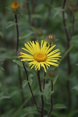 Yellow flower