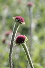 young coneflower