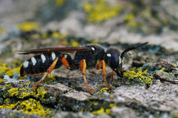 Closeup of a colorfull weevil wasp species, Cerceris tenuivittata