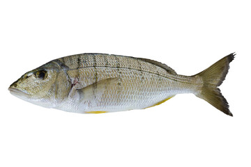Striped seabream fish isolated on a white background with free space for text - obrazy, fototapety, plakaty
