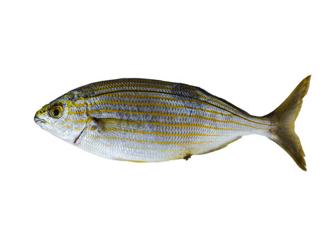 Salema porgy fish isolated on a white background with free space for text