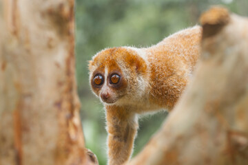 Nycticebus Borneoanus in Wildlife